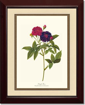 Rose Wall Art Print: Purple Rose - Vintage Botanical Wall Decor- Charting Nature