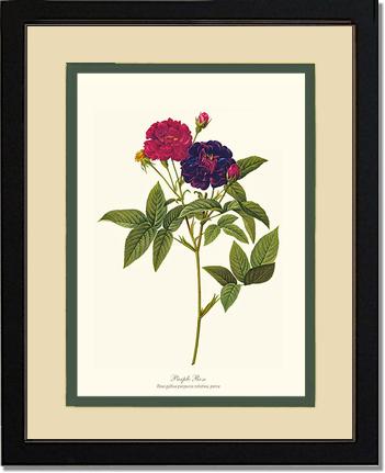 Rose Wall Art Print: Purple Rose - Vintage Botanical Wall Decor- Charting Nature
