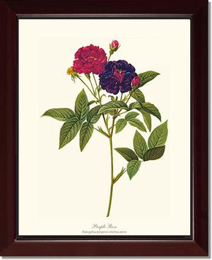 Rose Wall Art Print: Purple Rose - Vintage Botanical Wall Decor- Charting Nature
