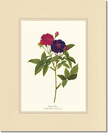 Rose Wall Art Print: Purple Rose - Vintage Botanical Wall Decor- Charting Nature