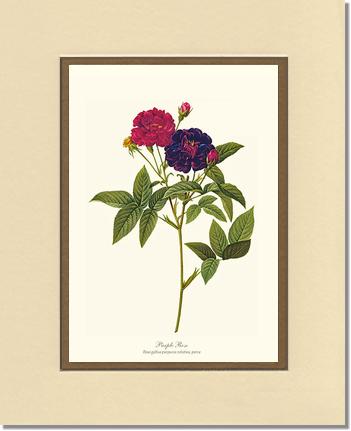 Rose Wall Art Print: Purple Rose - Vintage Botanical Wall Decor- Charting Nature