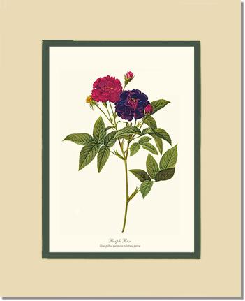 Rose Wall Art Print: Purple Rose - Vintage Botanical Wall Decor- Charting Nature