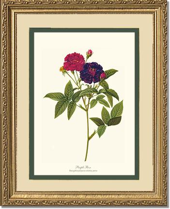 Rose Wall Art Print: Purple Rose - Vintage Botanical Wall Decor- Charting Nature