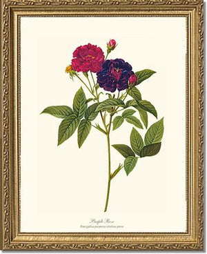 Rose Wall Art Print: Purple Rose - Vintage Botanical Wall Decor- Charting Nature
