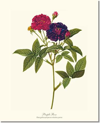 Rose Wall Art Print: Purple Rose - Vintage Botanical Wall Decor- Charting Nature