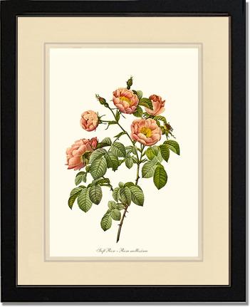 Rose Wall Art Print: Soft Rose - Vintage Botanical Wall Decor- Charting Nature