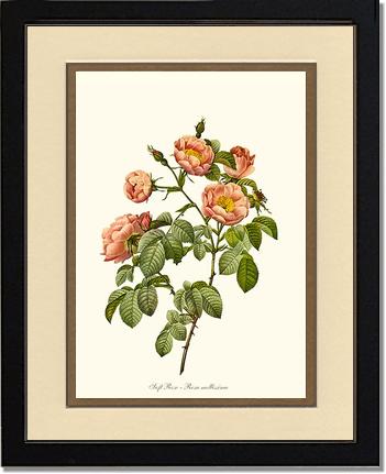Rose Wall Art Print: Soft Rose - Vintage Botanical Wall Decor- Charting Nature