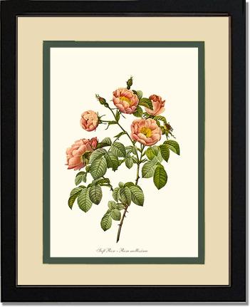 Rose Wall Art Print: Soft Rose - Vintage Botanical Wall Decor- Charting Nature