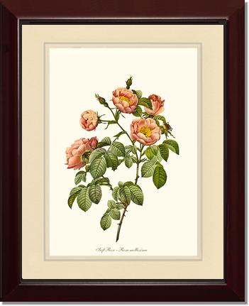 Rose Wall Art Print: Soft Rose - Vintage Botanical Wall Decor- Charting Nature