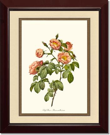Rose Wall Art Print: Soft Rose - Vintage Botanical Wall Decor- Charting Nature