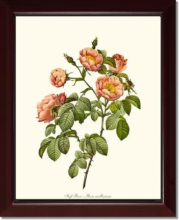 Rose Wall Art Print: Soft Rose - Vintage Botanical Wall Decor- Charting Nature