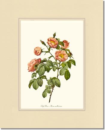 Rose Wall Art Print: Soft Rose - Vintage Botanical Wall Decor- Charting Nature