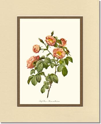 Rose Wall Art Print: Soft Rose - Vintage Botanical Wall Decor- Charting Nature