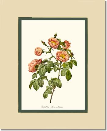 Rose Wall Art Print: Soft Rose - Vintage Botanical Wall Decor- Charting Nature