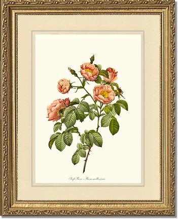 Rose Wall Art Print: Soft Rose - Vintage Botanical Wall Decor- Charting Nature