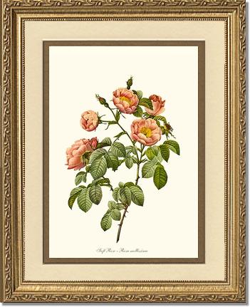 Rose Wall Art Print: Soft Rose - Vintage Botanical Wall Decor- Charting Nature