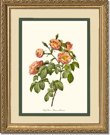 Rose Wall Art Print: Soft Rose - Vintage Botanical Wall Decor- Charting Nature