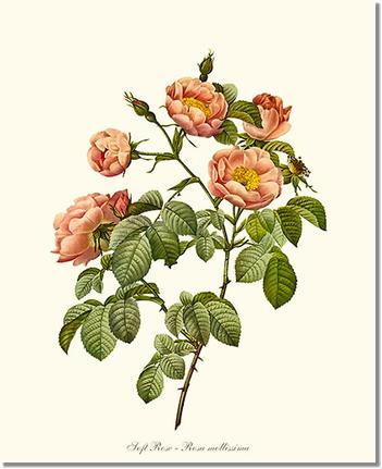 Rose Wall Art Print: Soft Rose - Vintage Botanical Wall Decor- Charting Nature
