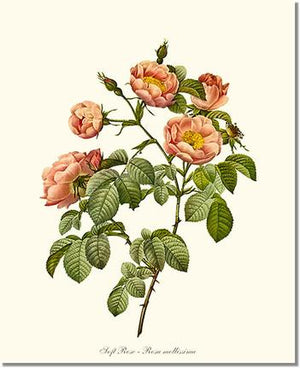 Rose Print: Soft Rose