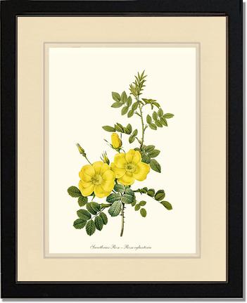 Rose Wall Art Print: Sweetbriar Rose, Yellow - Vintage Botanical Wall Decor- Charting Nature