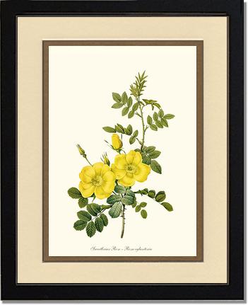 Rose Wall Art Print: Sweetbriar Rose, Yellow - Vintage Botanical Wall Decor- Charting Nature
