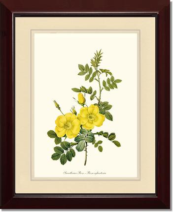 Rose Wall Art Print: Sweetbriar Rose, Yellow - Vintage Botanical Wall Decor- Charting Nature