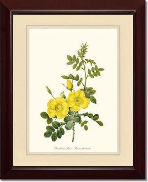 Sweetbriar Rose, Yellow