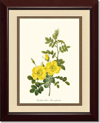 Rose Wall Art Print: Sweetbriar Rose, Yellow - Vintage Botanical Wall Decor- Charting Nature