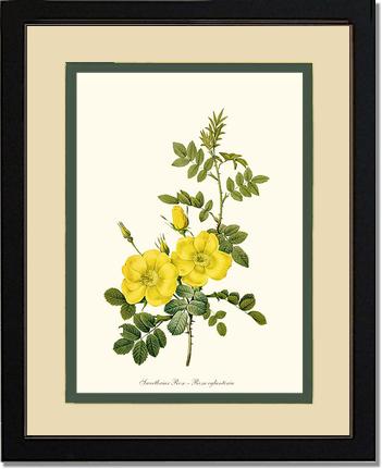 Rose Wall Art Print: Sweetbriar Rose, Yellow - Vintage Botanical Wall Decor- Charting Nature
