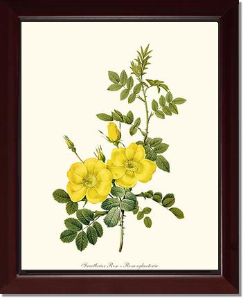 Rose Wall Art Print: Sweetbriar Rose, Yellow - Vintage Botanical Wall Decor- Charting Nature
