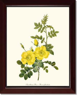 Sweetbriar Rose, Yellow