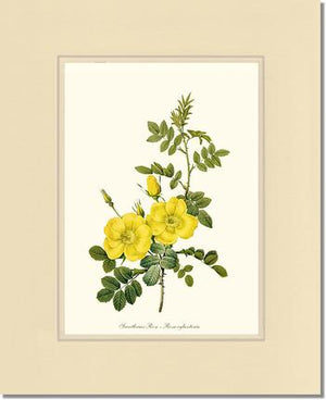 Sweetbriar Rose, Yellow