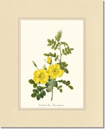 Rose Wall Art Print: Sweetbriar Rose, Yellow - Vintage Botanical Wall Decor- Charting Nature