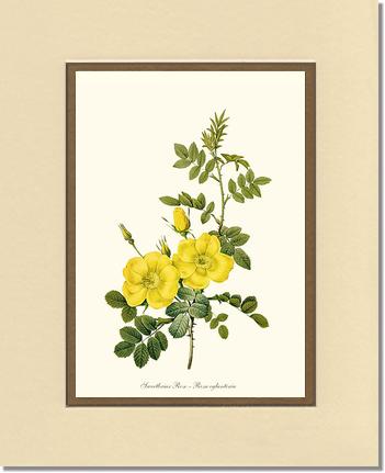 Rose Wall Art Print: Sweetbriar Rose, Yellow - Vintage Botanical Wall Decor- Charting Nature
