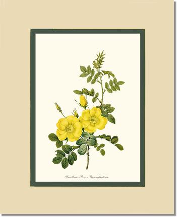 Rose Wall Art Print: Sweetbriar Rose, Yellow - Vintage Botanical Wall Decor- Charting Nature