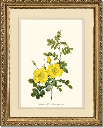 Rose Wall Art Print: Sweetbriar Rose, Yellow - Vintage Botanical Wall Decor- Charting Nature