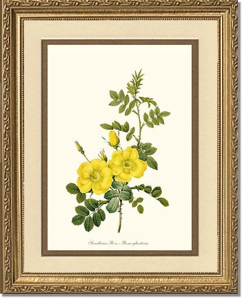 Rose Wall Art Print: Sweetbriar Rose, Yellow - Vintage Botanical Wall Decor- Charting Nature