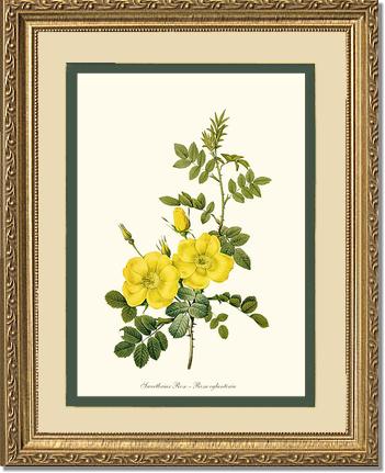 Rose Wall Art Print: Sweetbriar Rose, Yellow - Vintage Botanical Wall Decor- Charting Nature