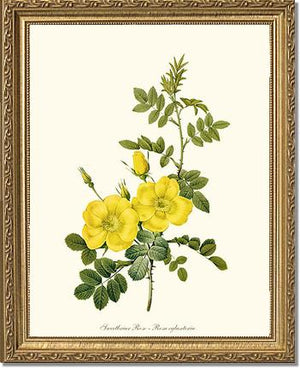 Sweetbriar Rose, Yellow