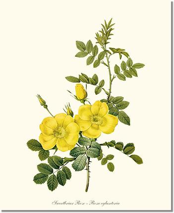 Rose Wall Art Print: Sweetbriar Rose, Yellow - Vintage Botanical Wall Decor- Charting Nature