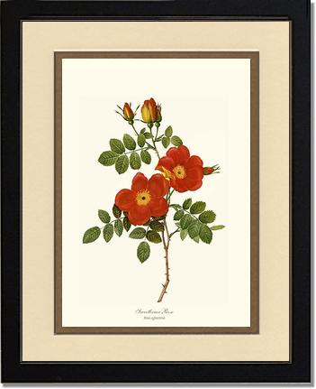 Rose Wall Art Print: Sweetbriar Rose - Vintage Botanical Wall Decor- Charting Nature