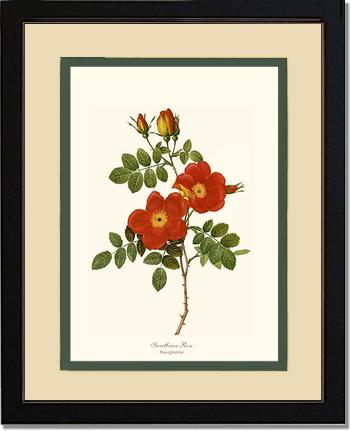 Rose Wall Art Print: Sweetbriar Rose - Vintage Botanical Wall Decor- Charting Nature