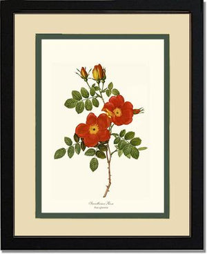 Sweetbriar Rose