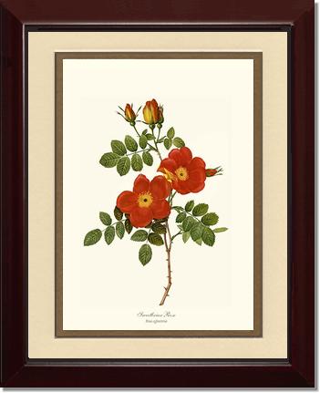 Rose Wall Art Print: Sweetbriar Rose - Vintage Botanical Wall Decor- Charting Nature