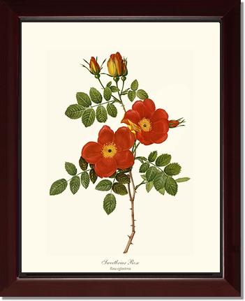 Rose Wall Art Print: Sweetbriar Rose - Vintage Botanical Wall Decor- Charting Nature