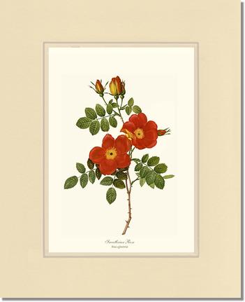 Rose Wall Art Print: Sweetbriar Rose - Vintage Botanical Wall Decor- Charting Nature