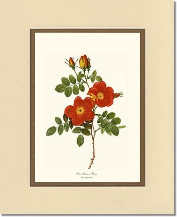 Rose Wall Art Print: Sweetbriar Rose - Vintage Botanical Wall Decor- Charting Nature