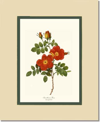 Rose Wall Art Print: Sweetbriar Rose - Vintage Botanical Wall Decor- Charting Nature