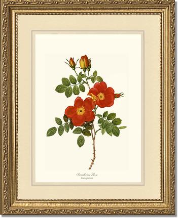 Rose Wall Art Print: Sweetbriar Rose - Vintage Botanical Wall Decor- Charting Nature