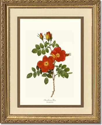 Rose Wall Art Print: Sweetbriar Rose - Vintage Botanical Wall Decor- Charting Nature